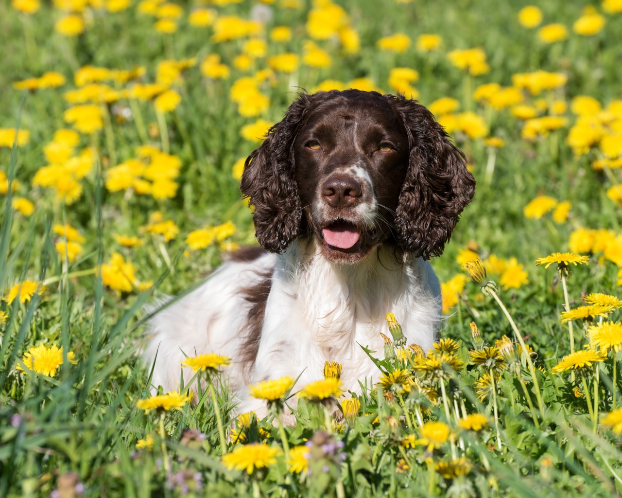 Кокер- спаниель лежит в желтых цветах одуванчика