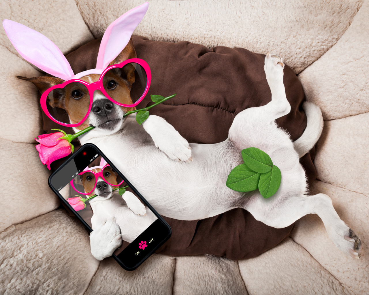 Собака породы джек-рассел-терьер в смешных очках делает селфи