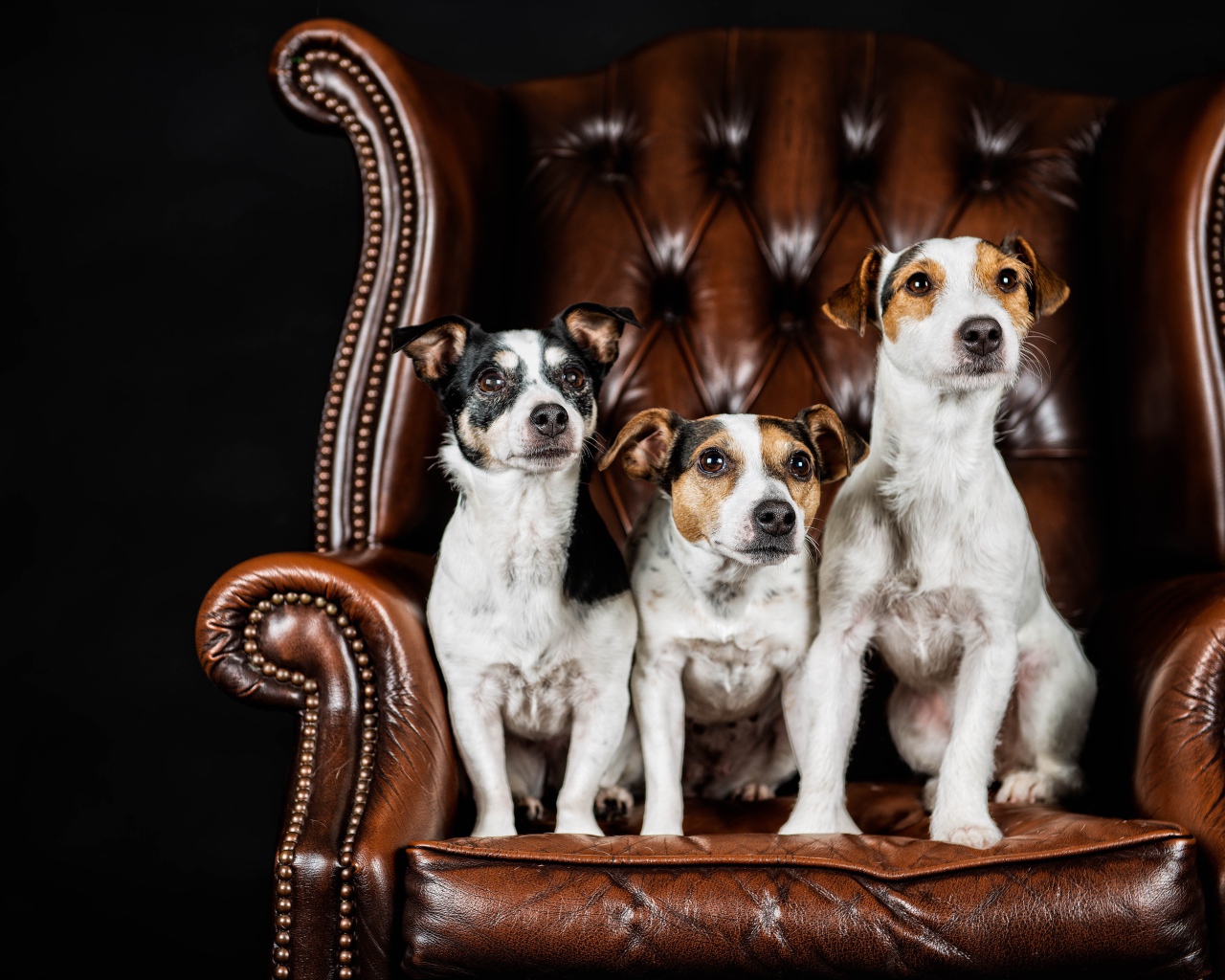 Три собаки породы Джек-рассел-терьер сидят на кожаном кресле