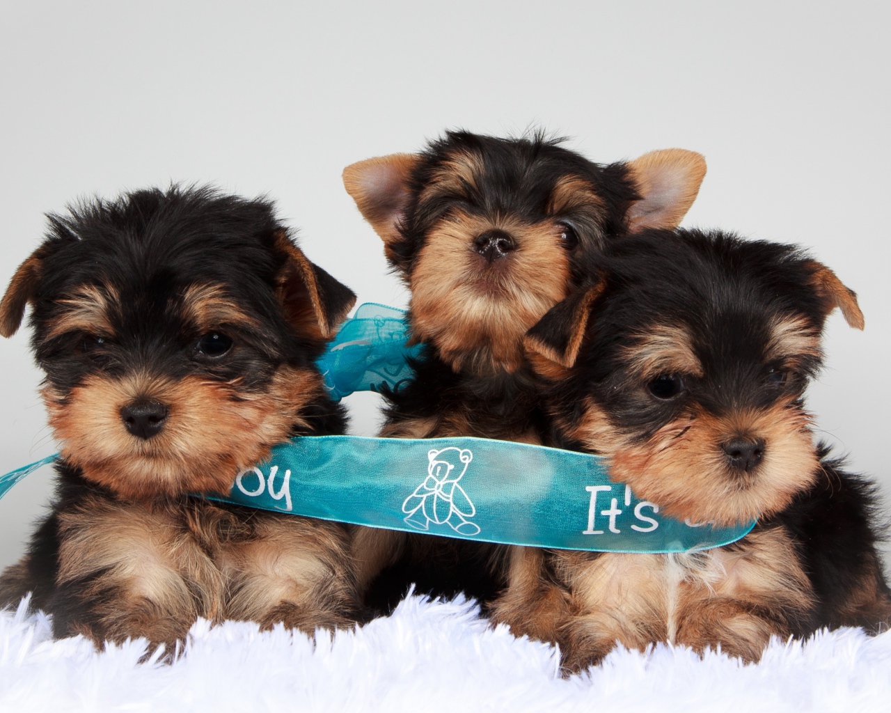 Три щенка йоркширского терьера перевязаны голубой лентой