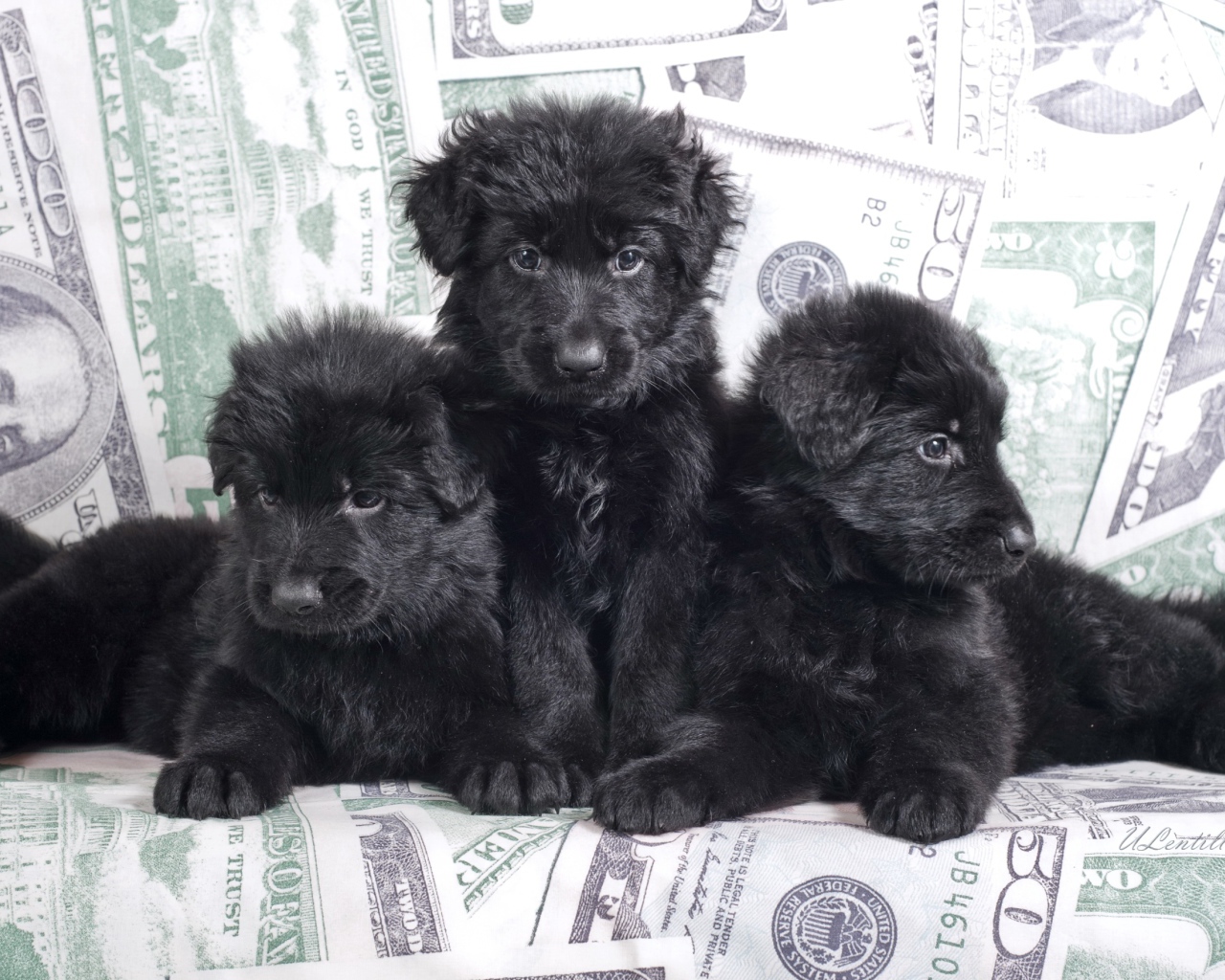 Три черные щенка овчарки лежат на диване