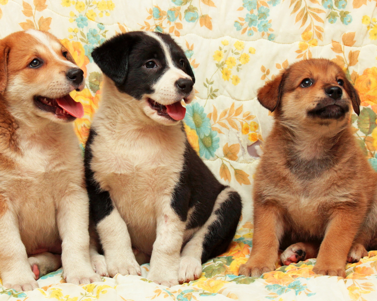 Три любопытных маленьких щенка 