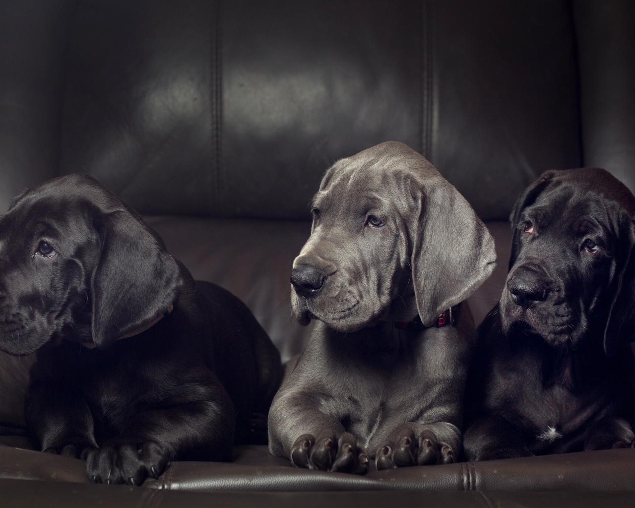 Три милых черных щенка немецкого дога