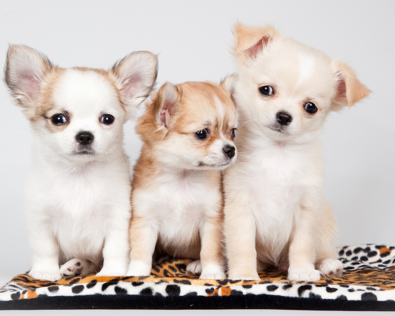 Три милых щенка чихуахуа на сером фоне