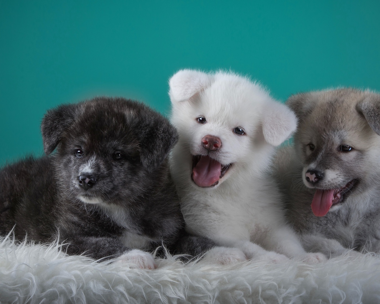 Три забавных щенка Акита-ину на зеленом фоне