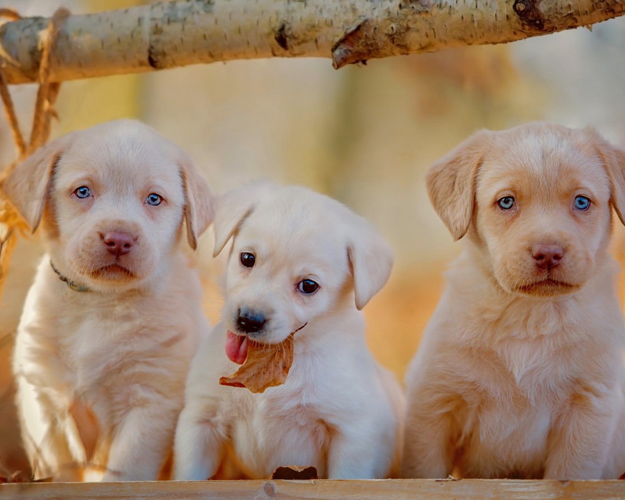 Три забавных щенка золотистого ретривера с голубыми глазами