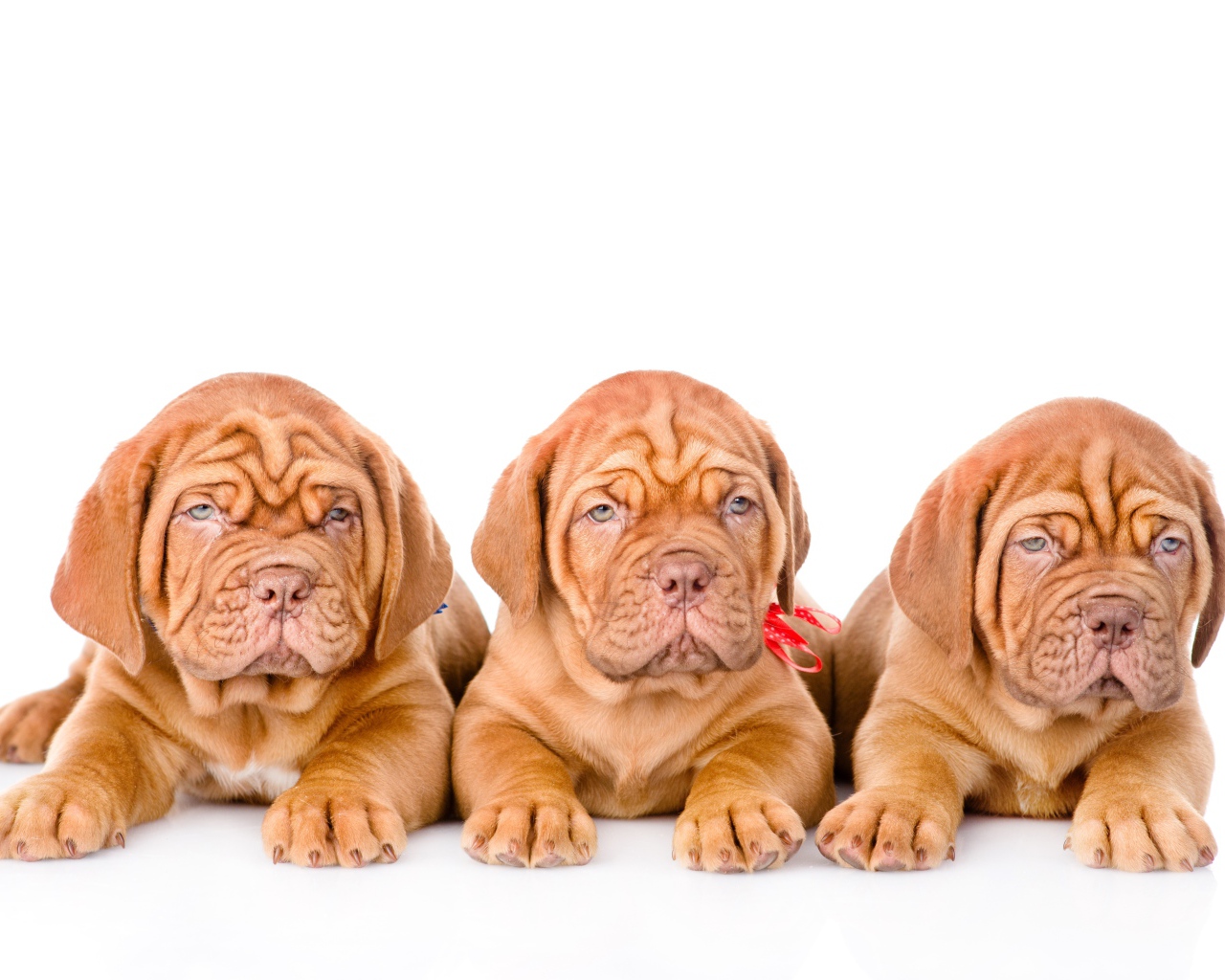 Три маленьких щенка породы Бордоский дог на белом фоне
