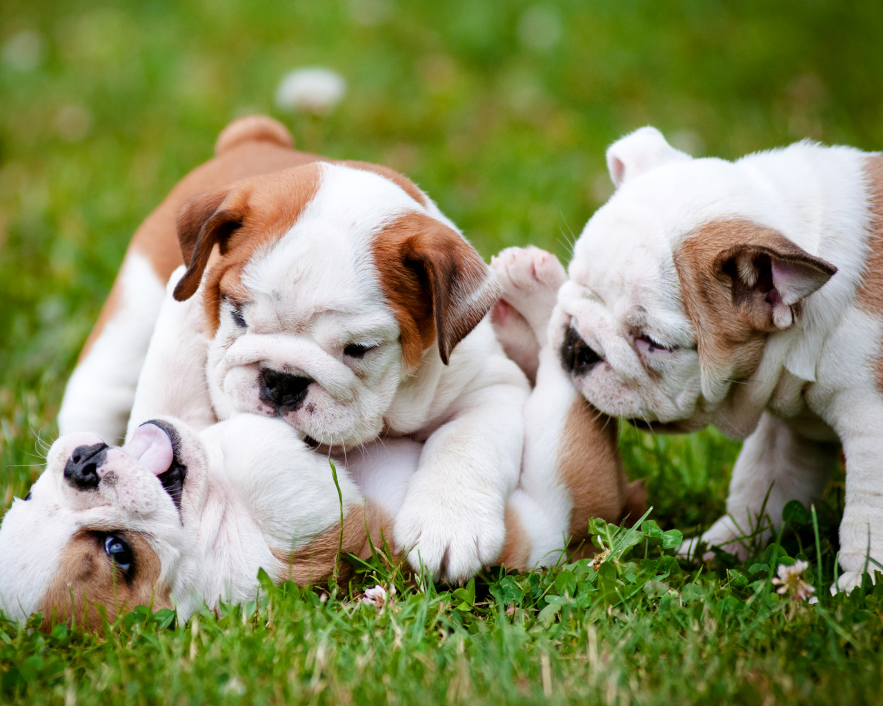 Три щенка бульдога играют на зеленой траве