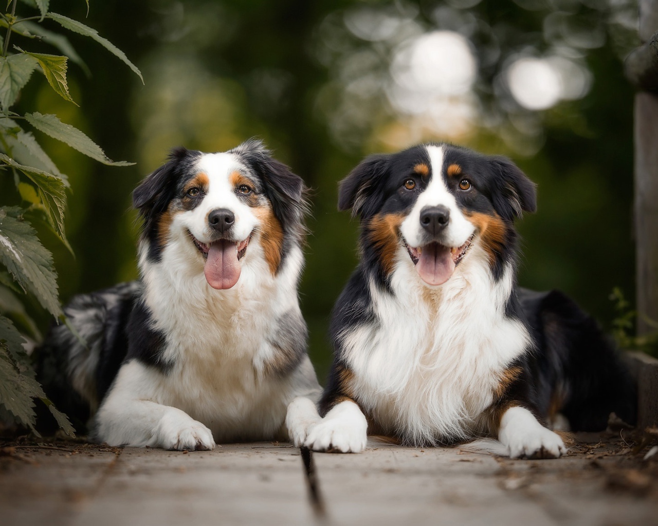 Две австралийские овчарки лежат в высунутым языком