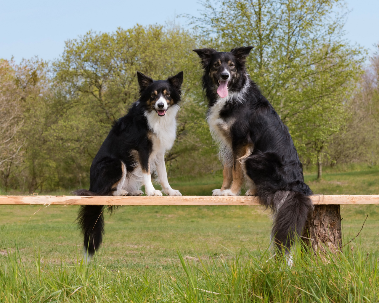 Две собаки породы бордер-колли сидят на деревянной лавке