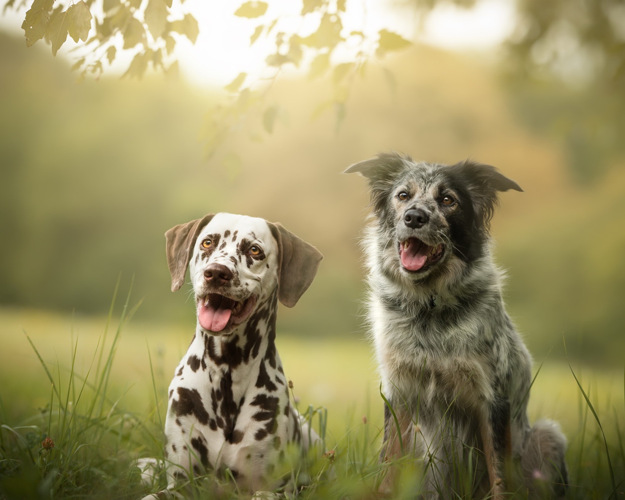 Две собаки породы далматин и Австралийская Овчарка сидят на траве