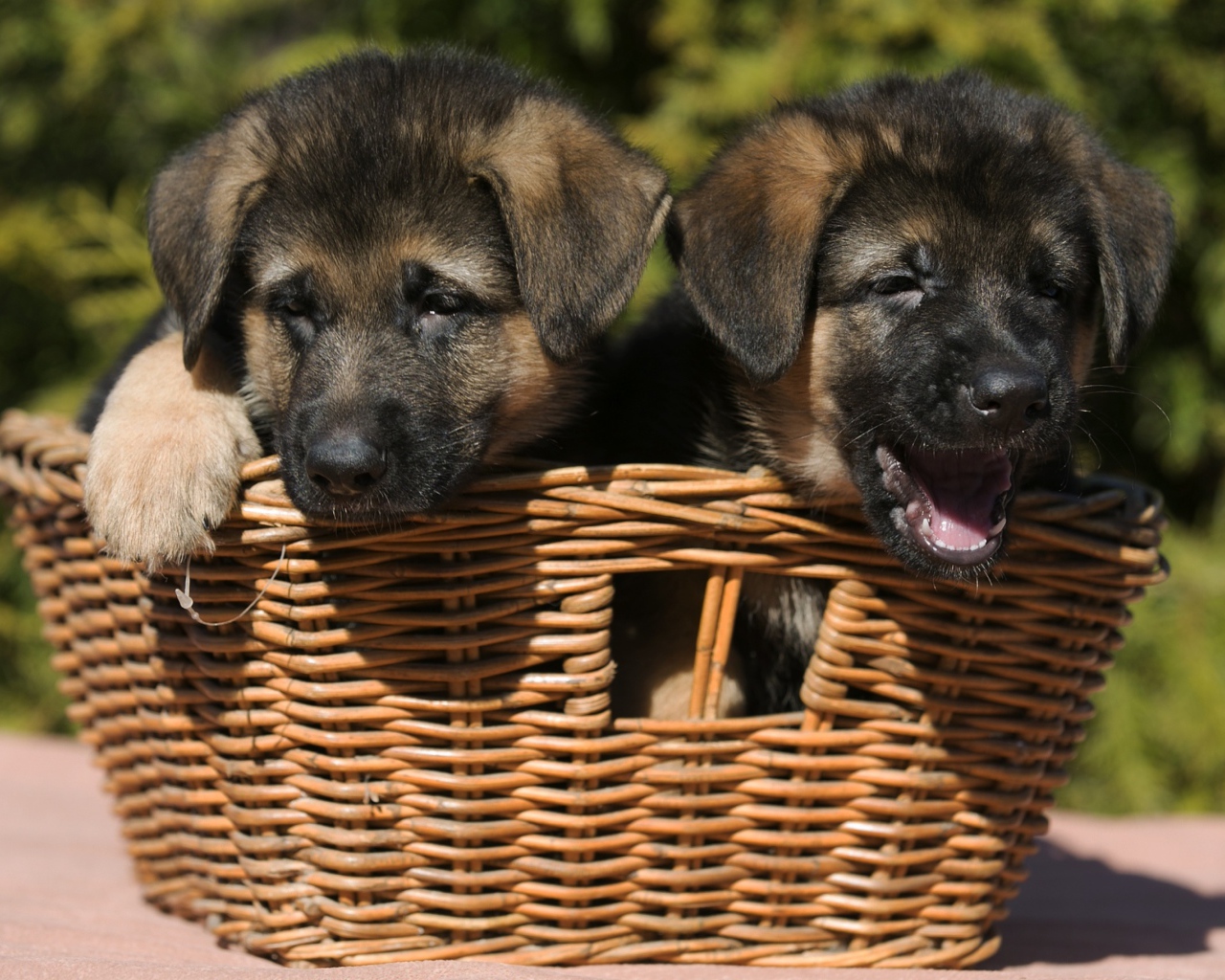 Два щенка немецкой овчарки в плетеной корзине 