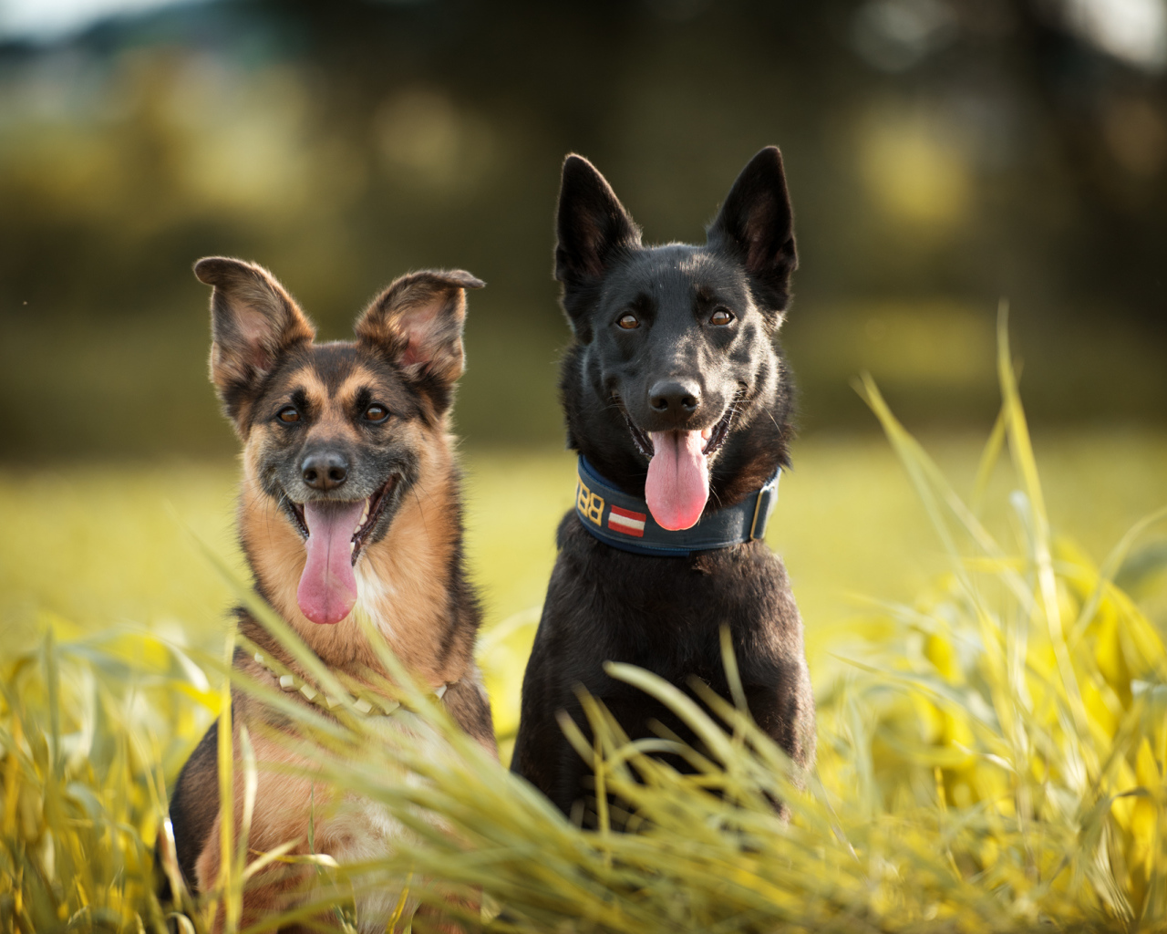 Две немецкая овчарки сидят в траве с высунутым языком