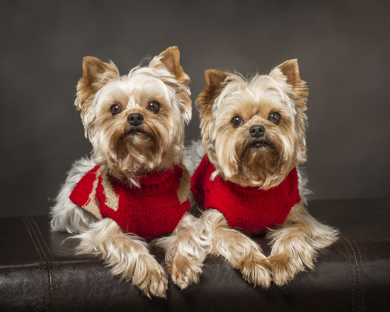 Два йоркширских терьера в красных свитерах