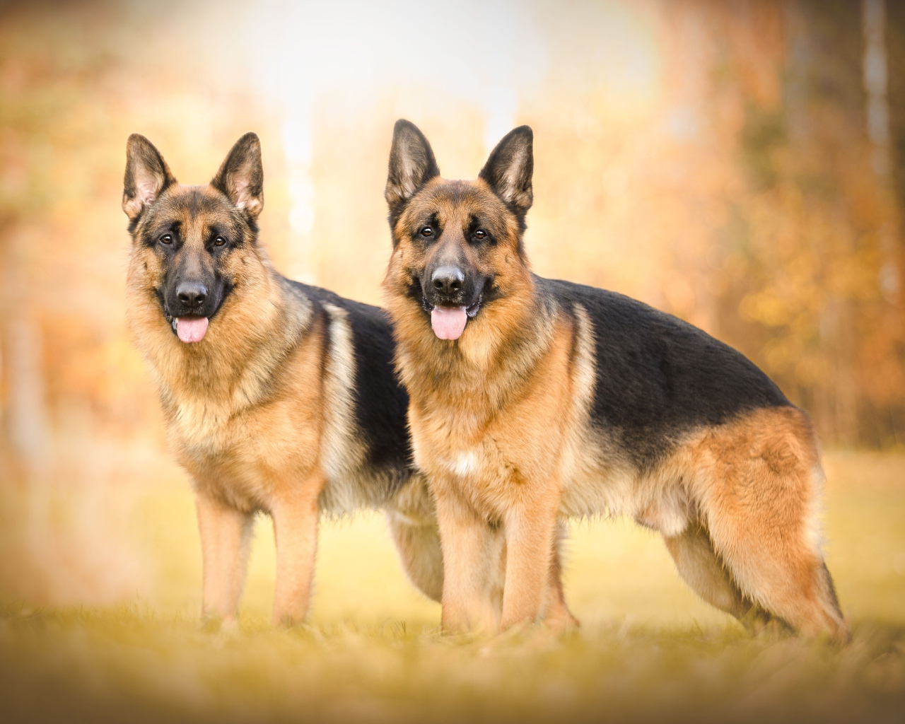 Две красивых немецких овчарки с высунутым языком