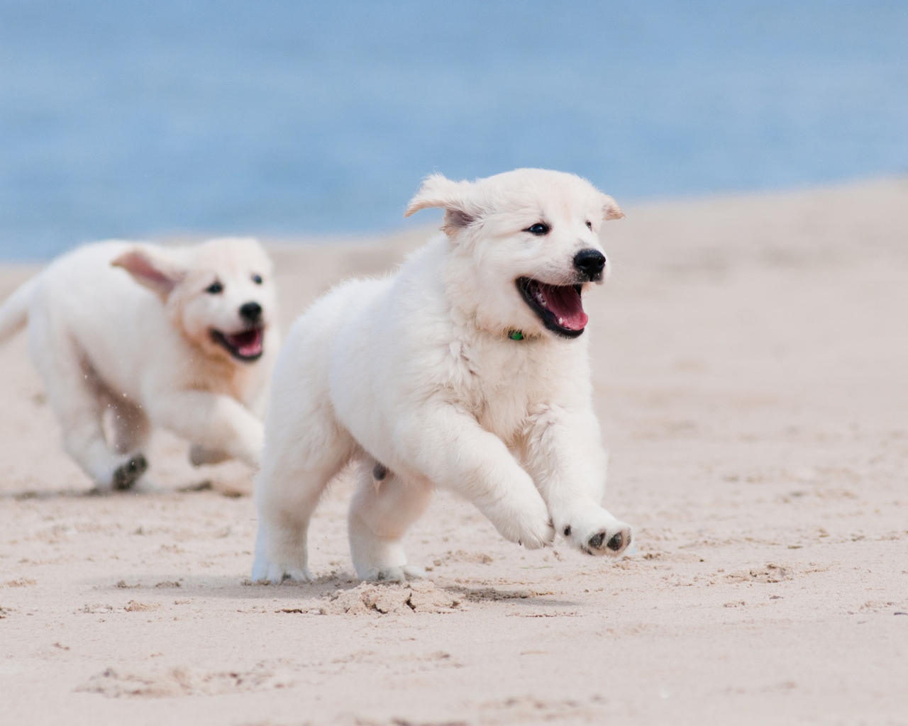 Два веселых щенка золотистого ретривера бегут по пляжу