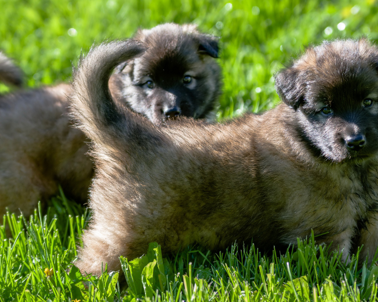 Два милых щенка немецкой овчарки на зеленой траве 