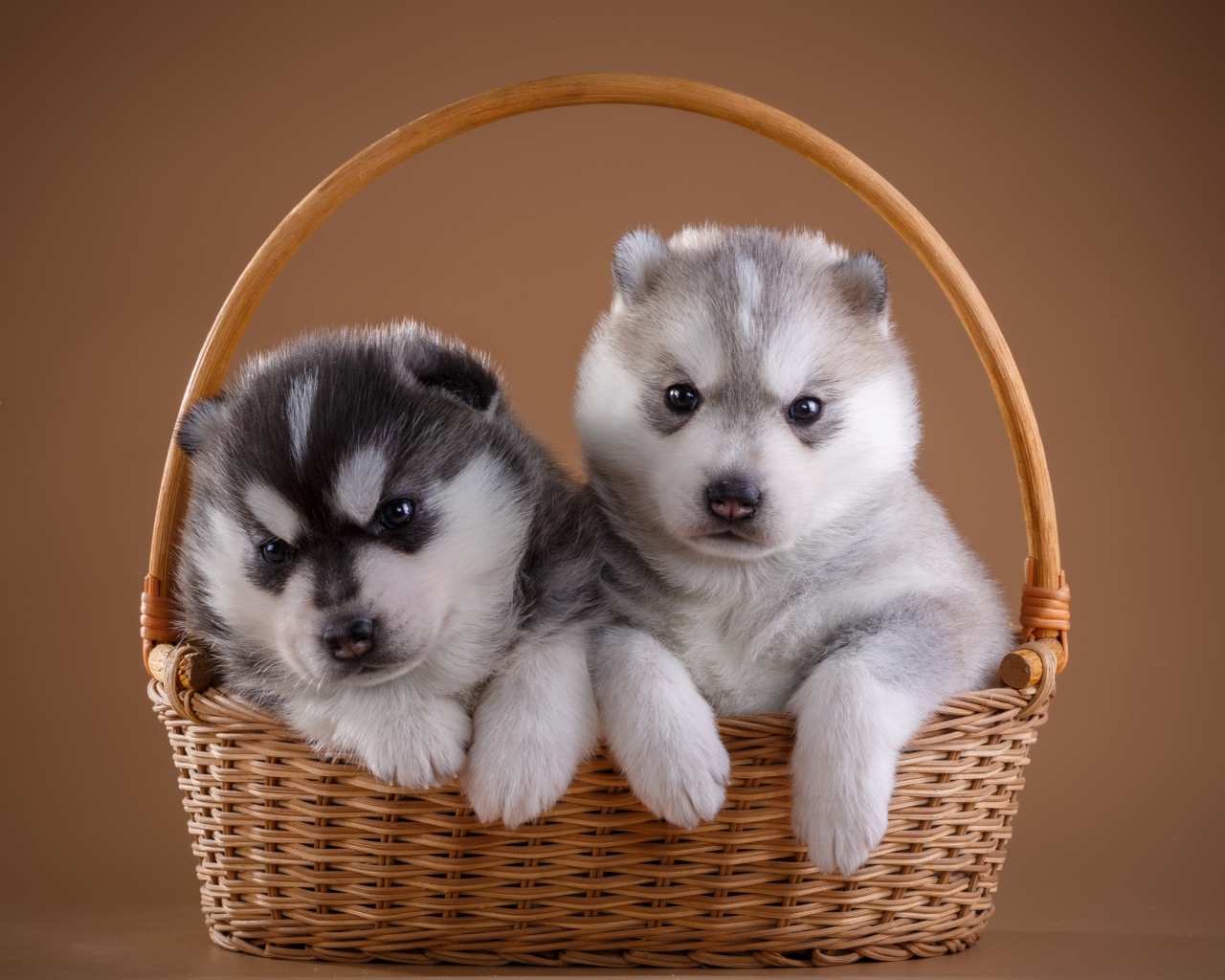 Два милых щенка хаски в плетеной корзине