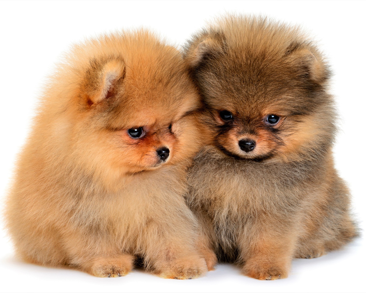 Два милых пушистых щенка шпица на белом фоне