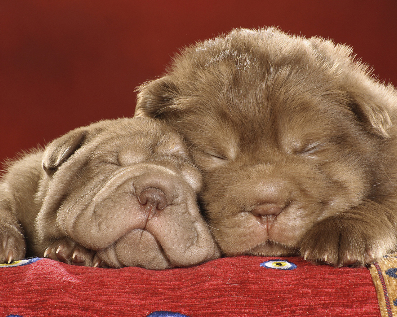 Два милых спящих щенка шарпея