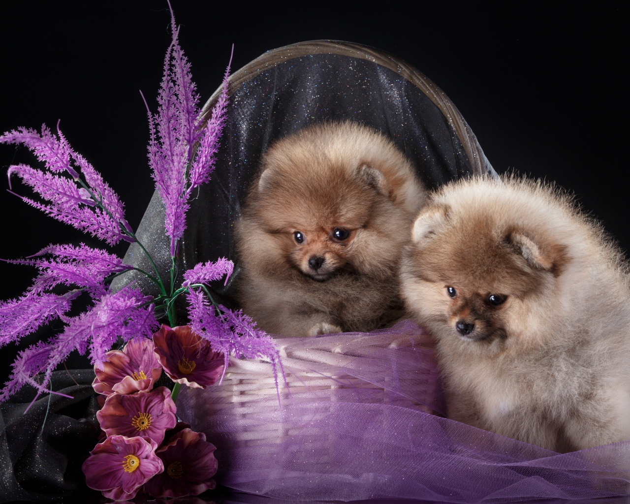 Два милых шпица в корзине с цветами