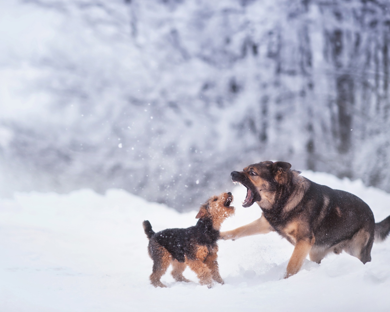 Две собаки играют на снегу