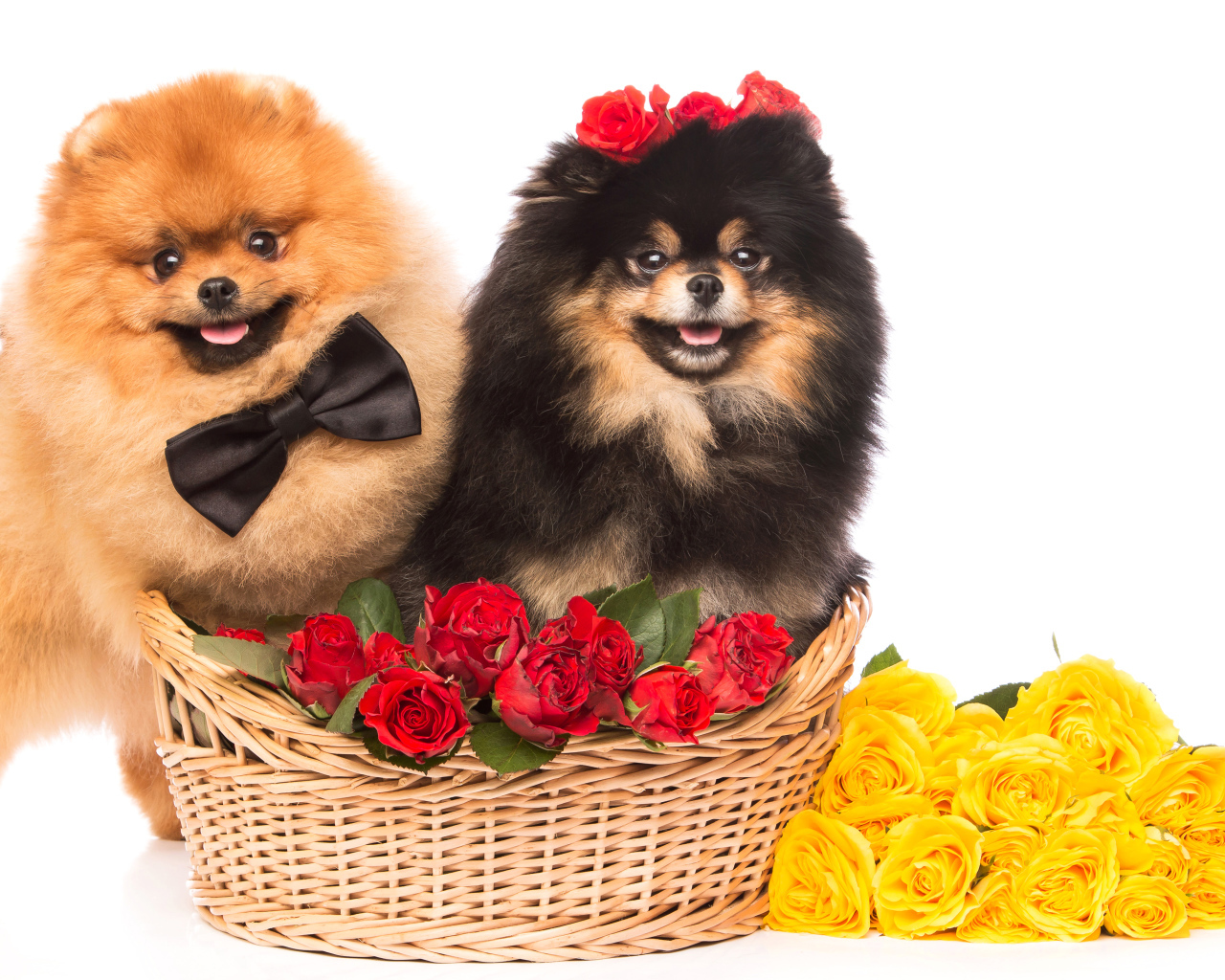Две собаки породы шпиц с красными и желтыми розами