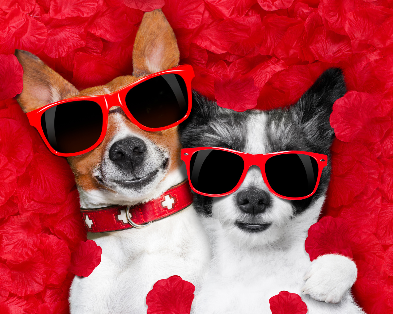 Две собаки породы Джек-рассел-терьер и Чихуахуа в красных очках лежат на красных лепестках