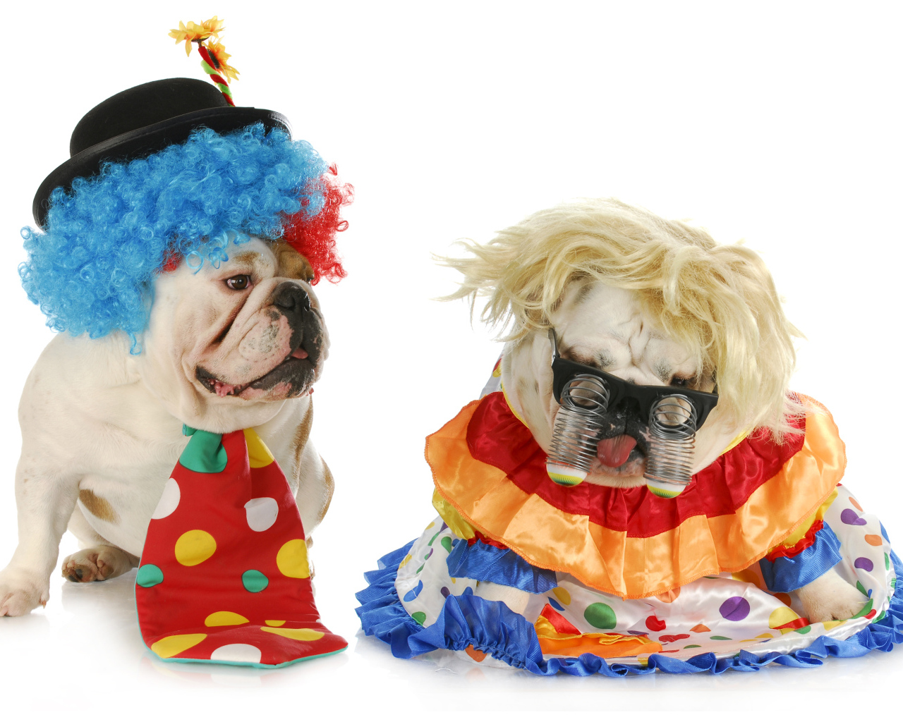 Два английских бульдога в маскарадных костюмах на белом фоне