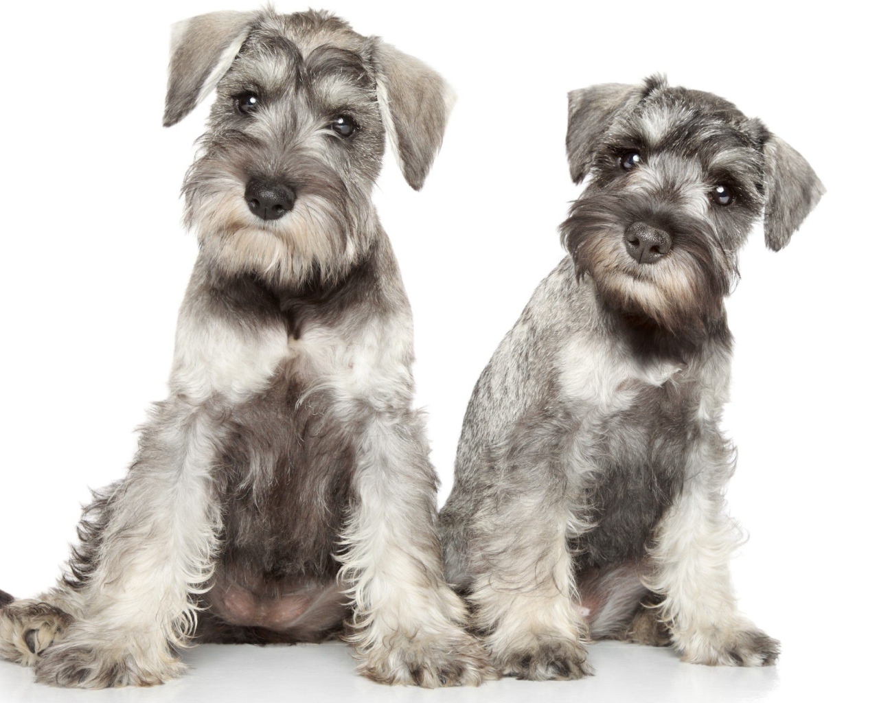 Два серых щенка шнауцера позируют на белом фоне