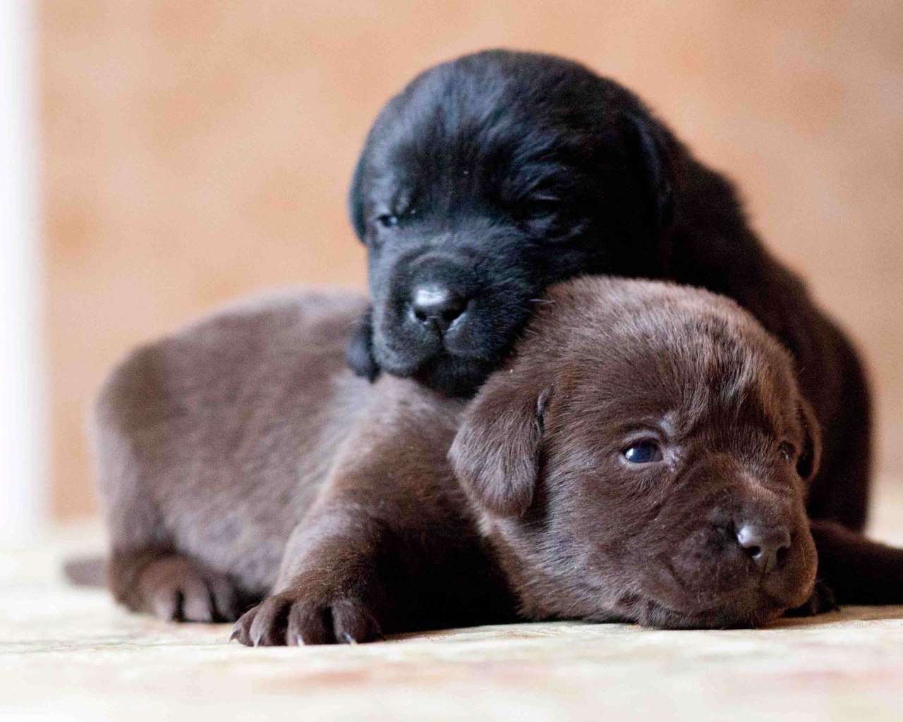 Два маленьких милых щенка лабрадора