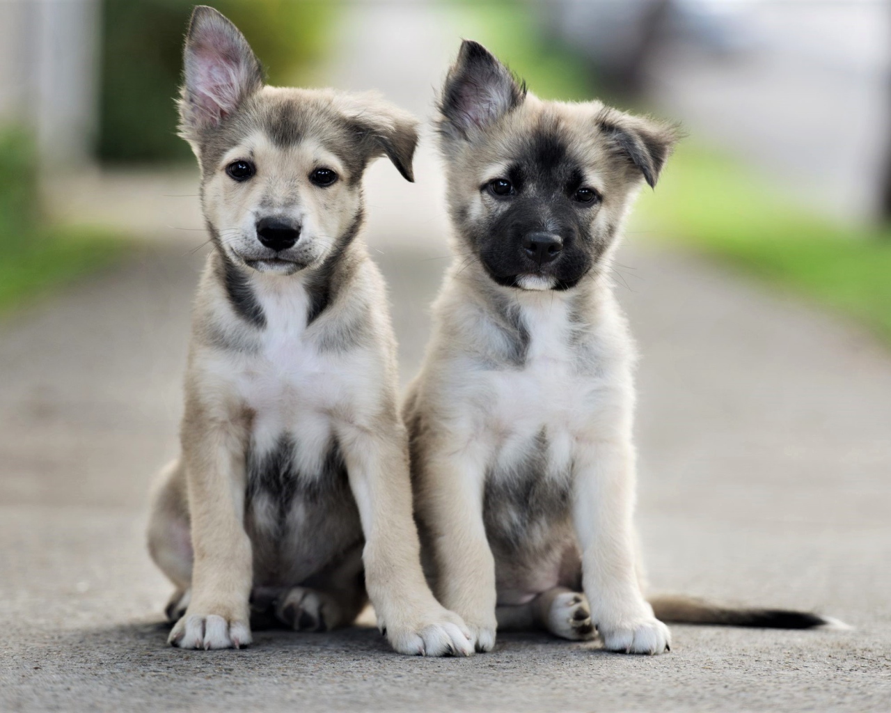 Два маленьких милых щенка сидят на дороге