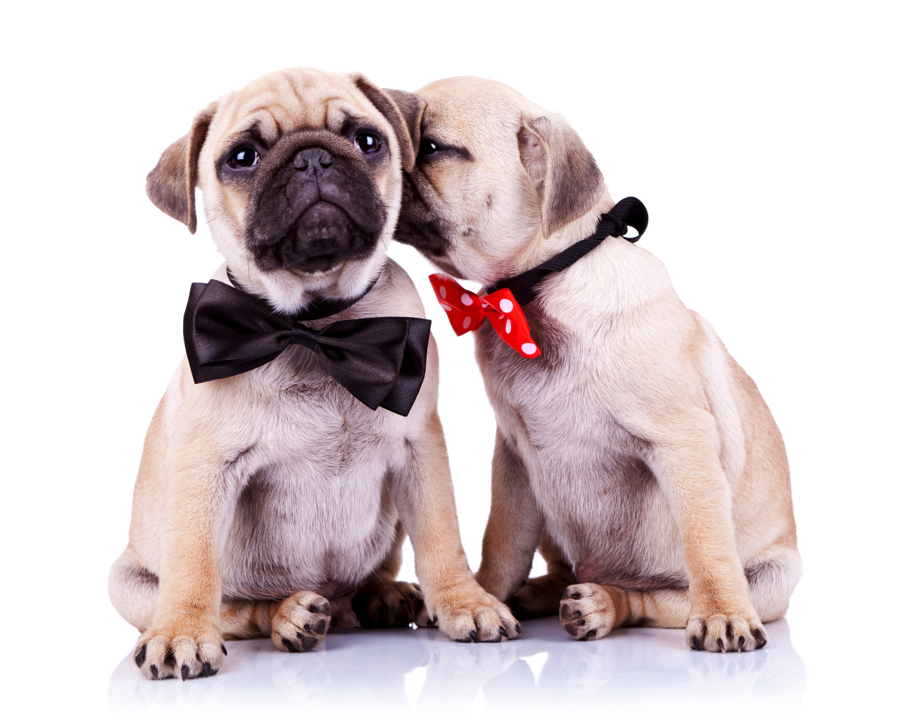 Два щенка бульдога с бантиками на шее на белом фоне