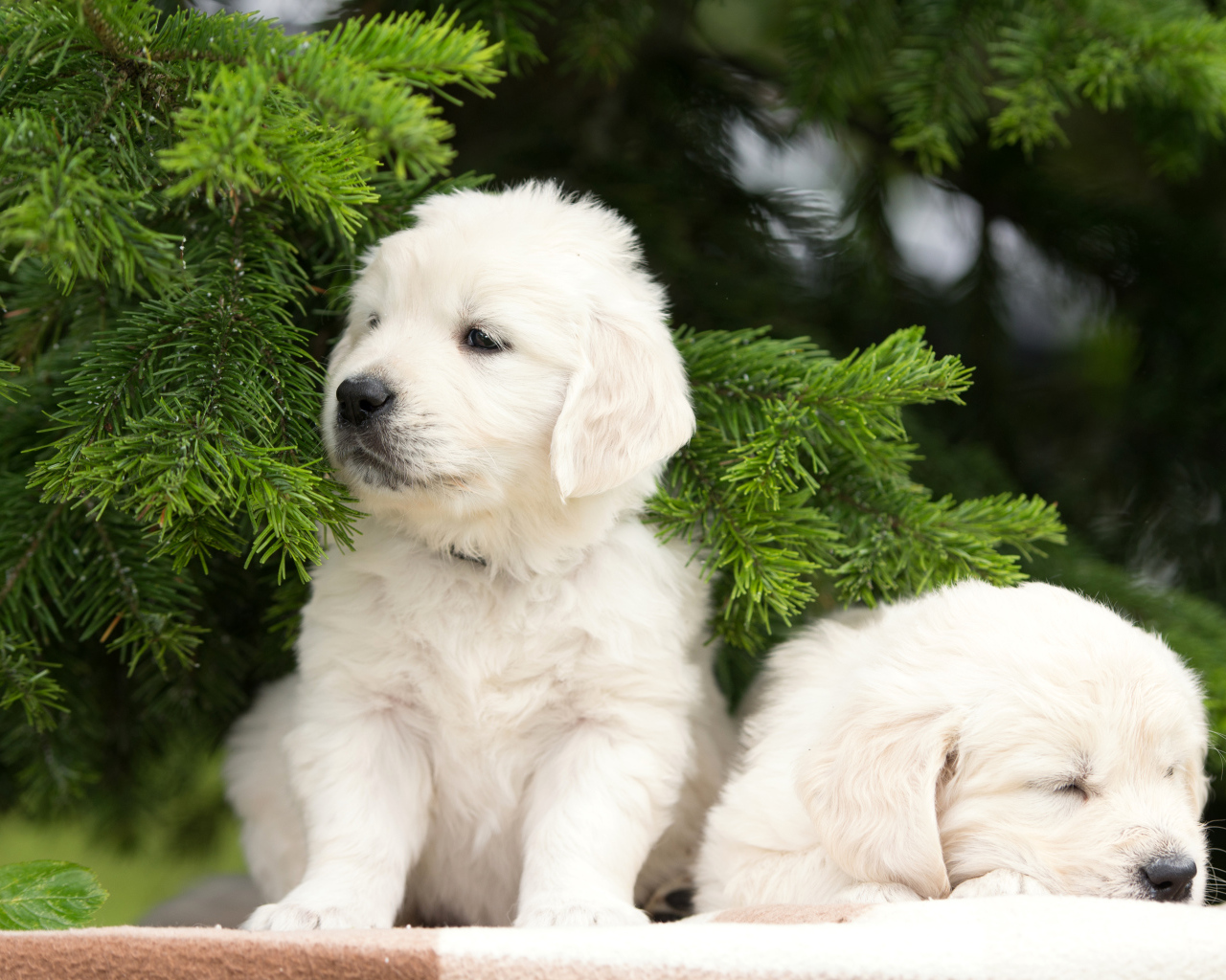 Два щенка золотистого ретривера у зеленой ветки ели