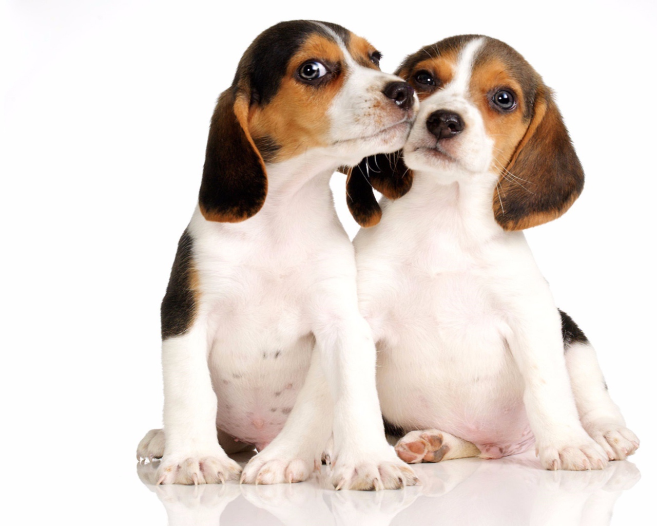 Два маленьких щенка бигля на белом фоне