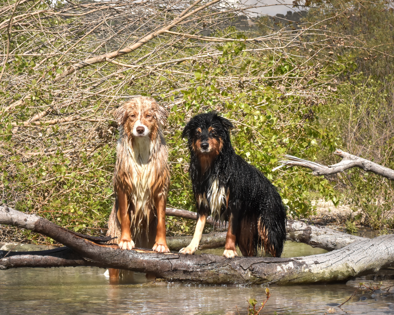 Две мокрые австралийские овчарки сидят у воды