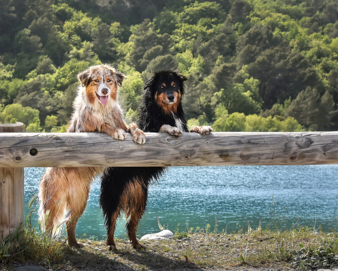 Две мокрых собаки породы Австралийская Овчарка