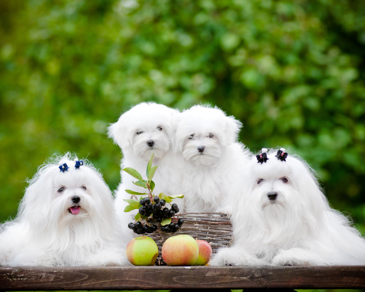 Две белых собаки породы Мальтийская болонка с щенятами