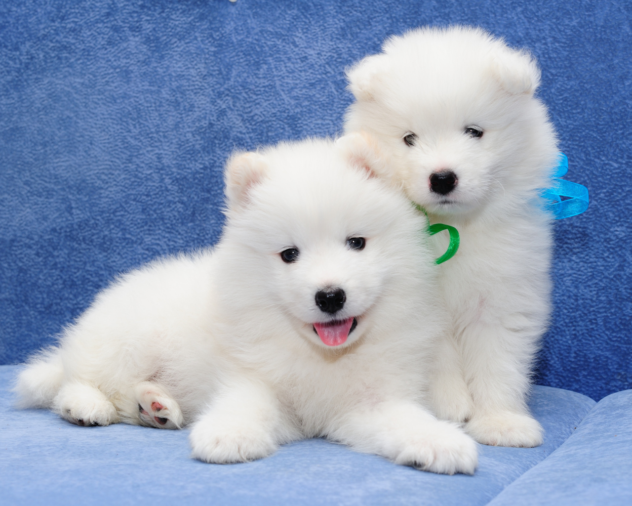 Два белых пушистых щенка самоедской лайки 