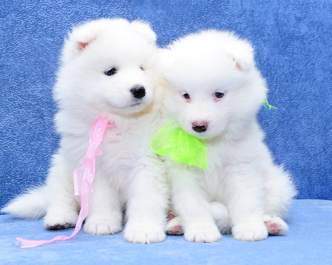 Два белых пушистых щенка самоедской лайки на голубом фоне