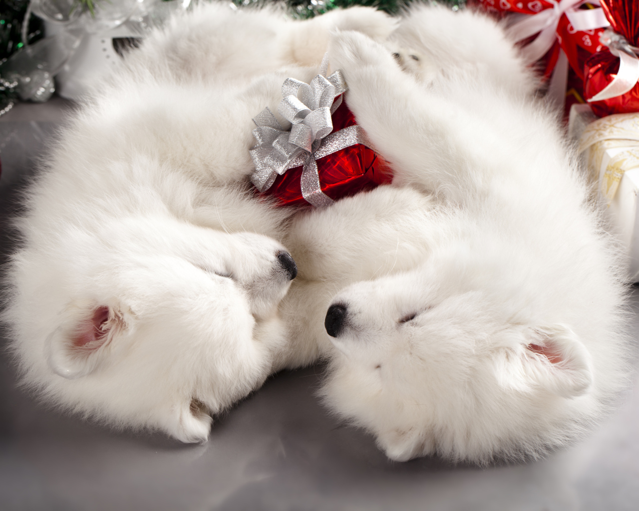 Два белых шпица с новогодними подарками,  символ Нового года 2018