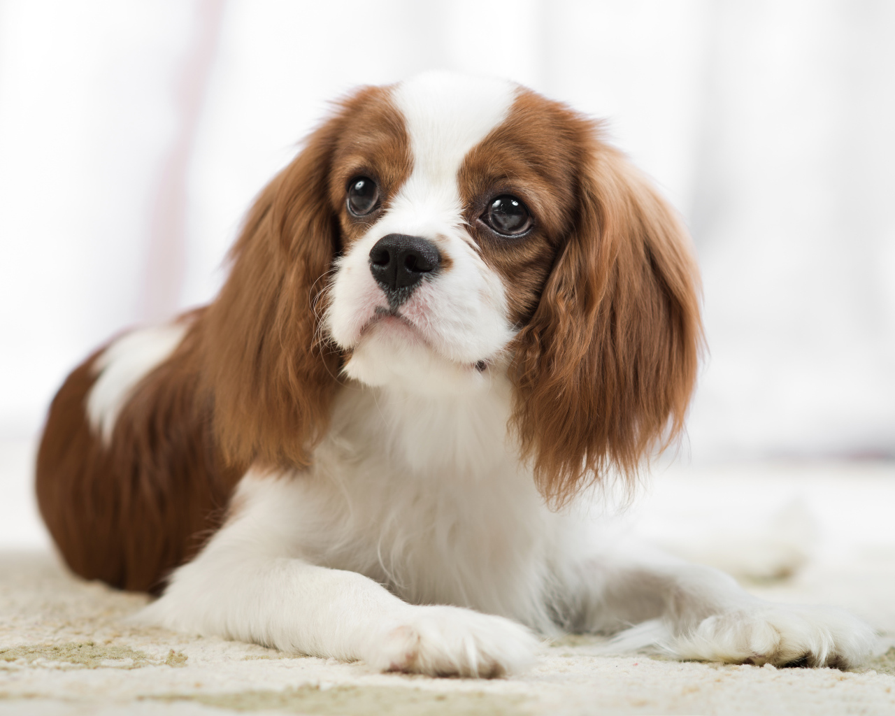 Взгляд собаки породы Кинг чарльз спаниель