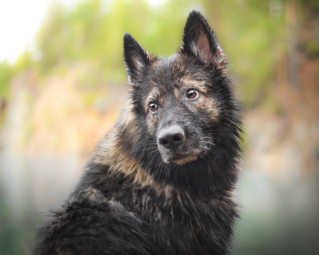 Мокрая большая собака с грустной мордой