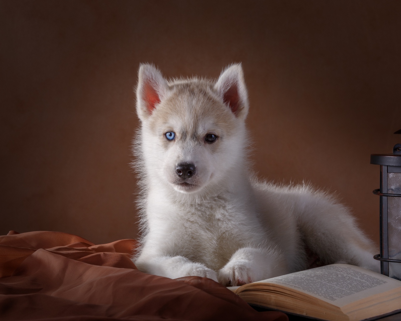 Белый щенок хаски с книгой