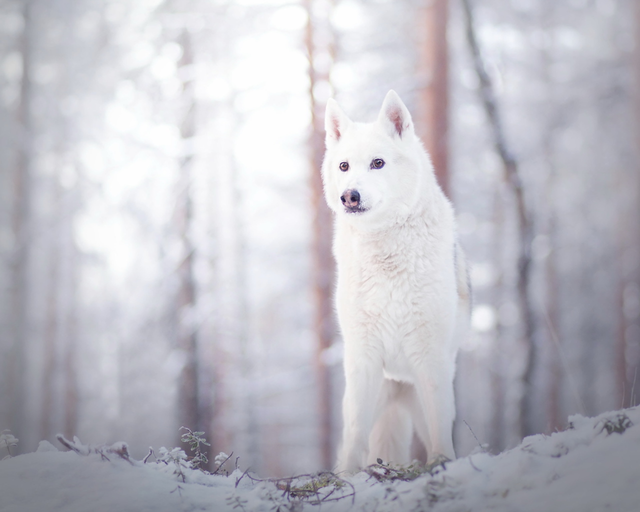 Белая собака стоит на снегу в лесу