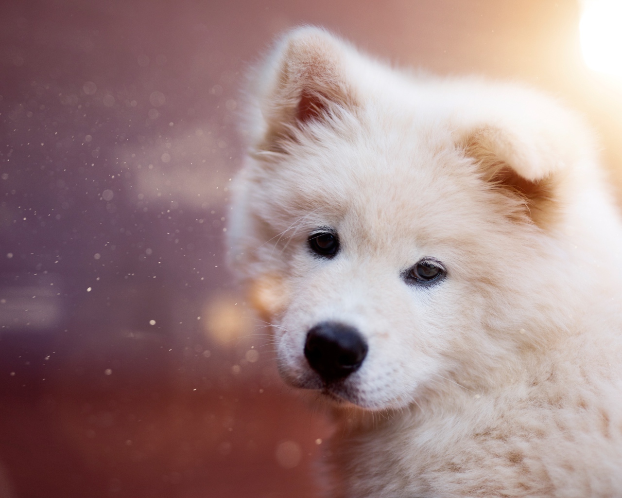 Белый пушистый щенок самоедской собаки
