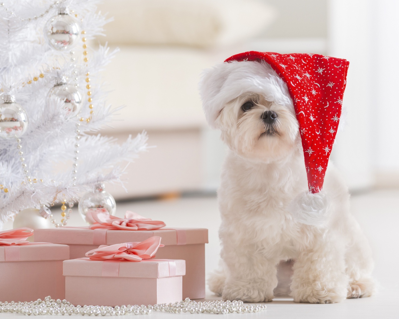 Белый щенок в шапке Деда Мороза под елкой с подарками,  символ нового года 2018