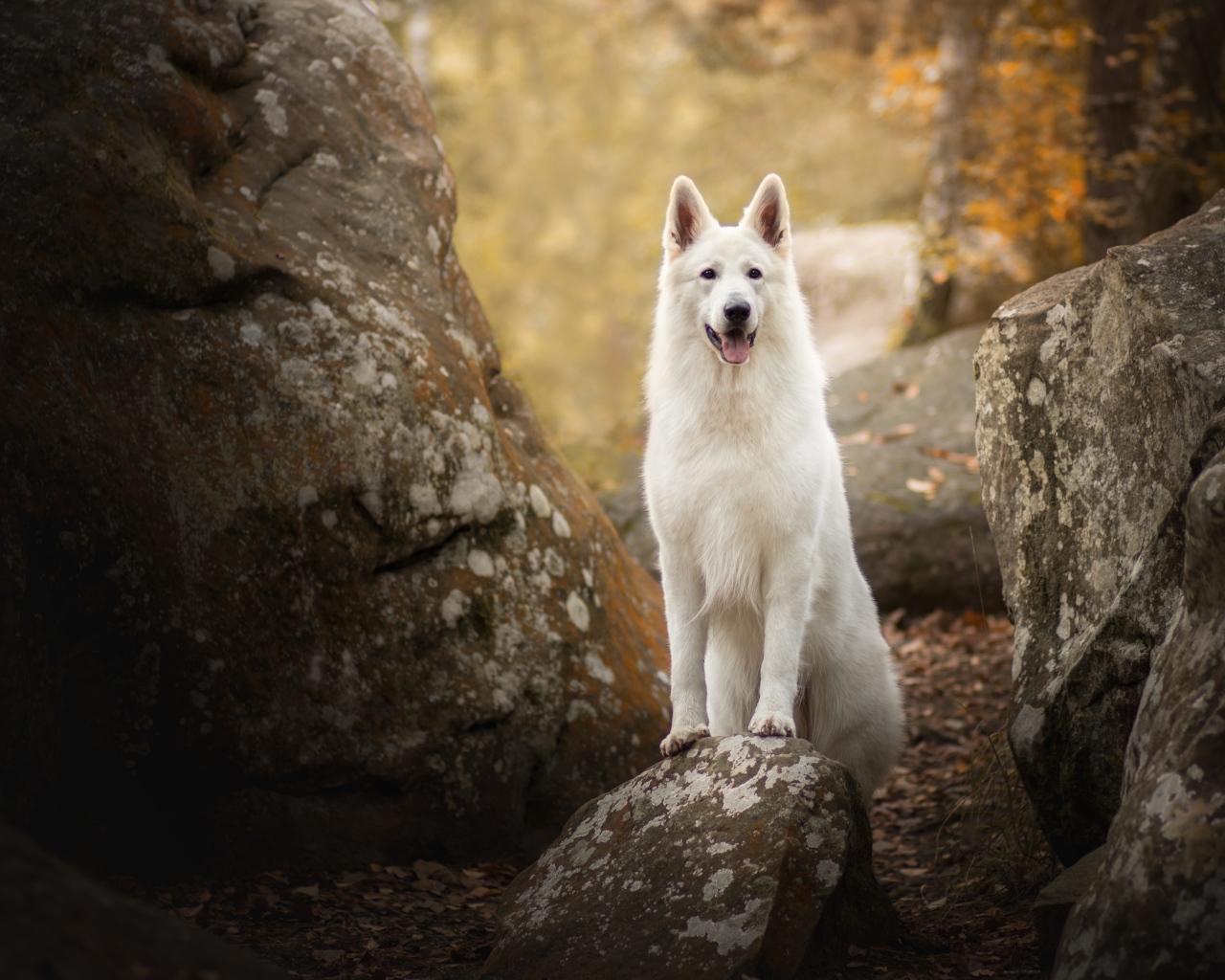 Белая овчарка с высунутым языком стоит на камне