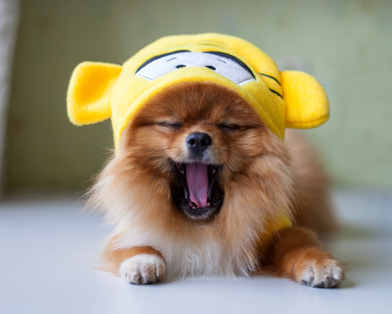 Зевающий шпиц в забавной желтой шапке