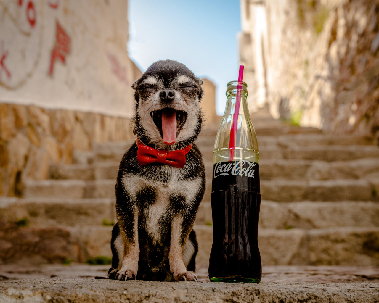 Зевающий чихуахуа с бутылкой  Coca-Cola с трубочкой